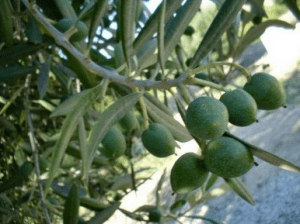 Captura de pantalla 2013-02-28 a la(s) 15.36.08